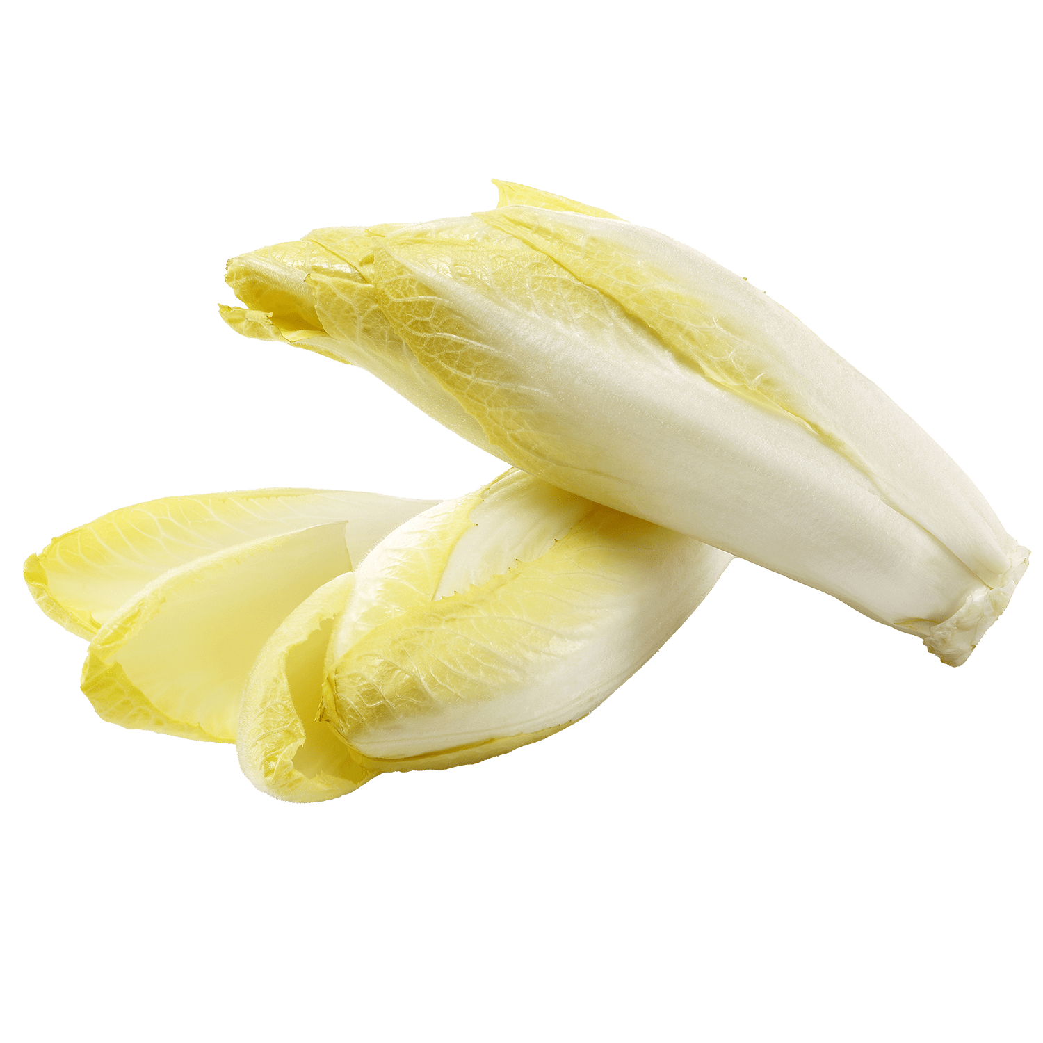 soupl witloof